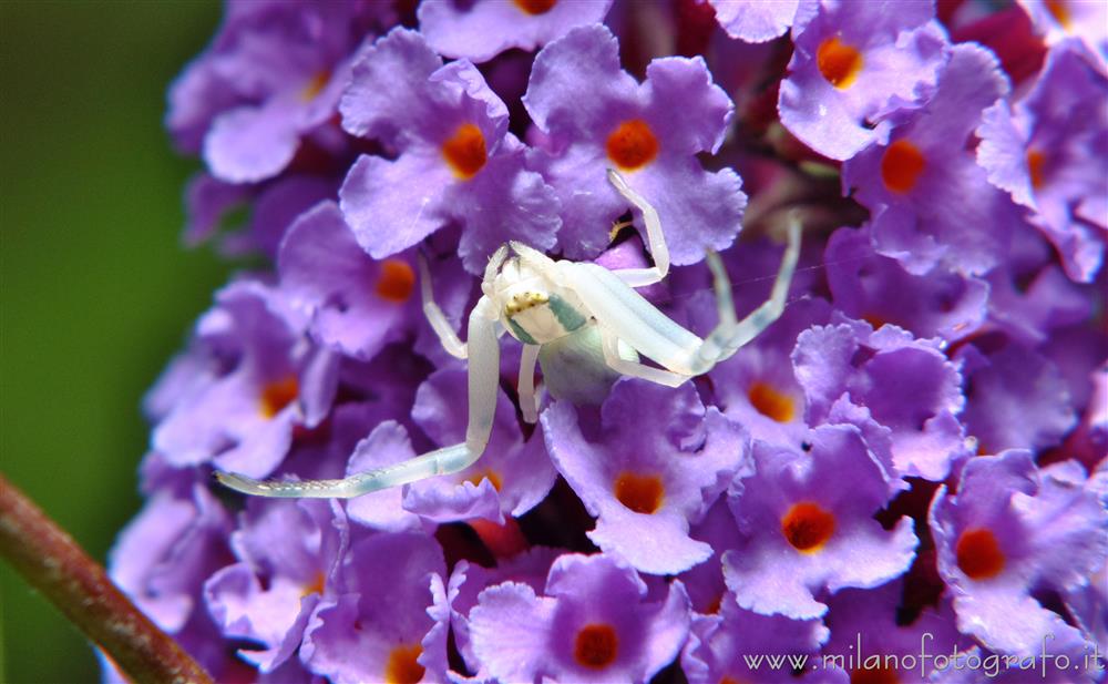 Campiglia Cervo (Biella) - Misumena vatia su Buddleja davidii